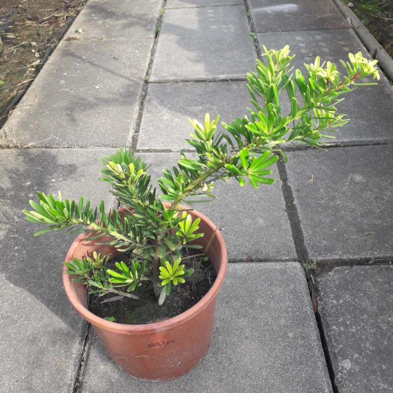 金鑽羅漢松 / 綠色植物🌿