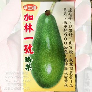 酪梨苗嫁接苗加林一號 黑美人 紅心圓 金力士 厚兒 秋可 哈斯 嘉選二號 三號 四號 章安 十月紅 利得 露拉