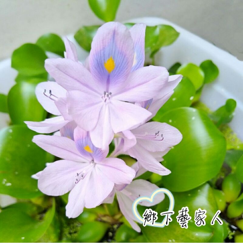現貨 布袋蓮 水生植物 自然生長 鳳眼蓮 雨久花 園藝 養魚 魚缸 水池 淨化水質 蝦皮購物