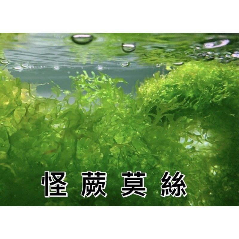 動力水族 怪蕨莫斯莫斯莫絲默絲默斯珊瑚莫絲鳳尾苔怪蕨綠藻球藻球幸福藻球前景水草