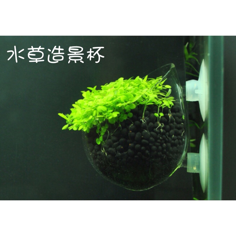 水草盆 優惠推薦 2020年10月 蝦皮購物台灣