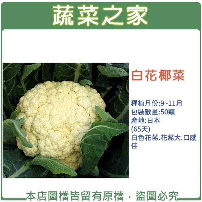 蔬菜之家 B03 白花椰菜種子50顆 白色花蕊 花蕊大 口感佳 蝦皮購物