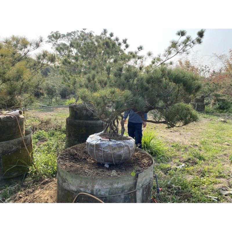 隆昌園-庭園樹-裸根五葉松(另售黃蓮木琉球松梅子樹雪松羅漢松櫻花真柏雞蛋花台灣油杉)