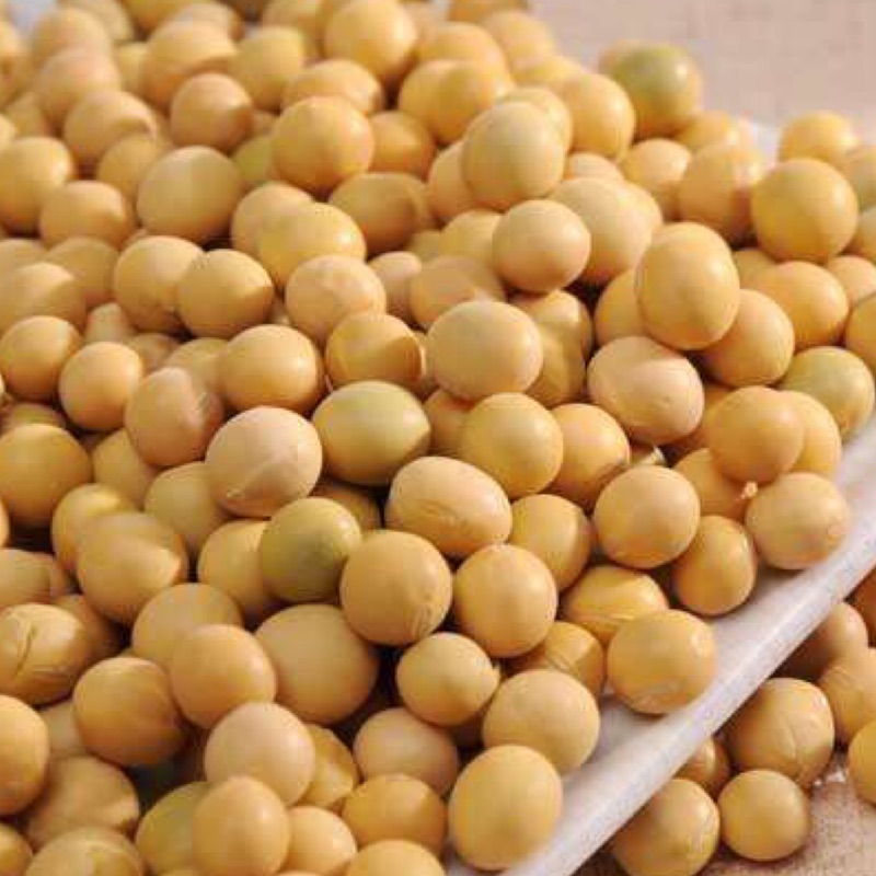 「山霸」非基因改造黃豆，一台斤600克