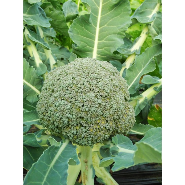 青農邸家 菜苗 大青花椰菜 綠花菜 青花筍西蘭花賣場滿150出貨秋冬蔬菜 蝦皮購物