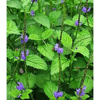 紫花長穗木 馬鞭草 花穗支條30支 蝦皮購物