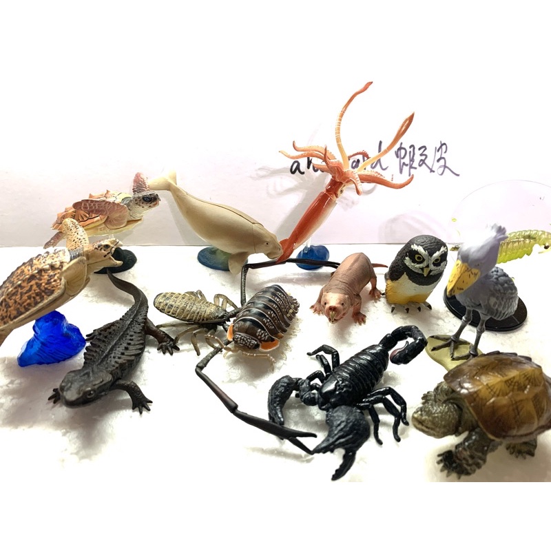 海洋堂 日本的動物 外來生物 烏賊 海龜 鳥 昆蟲 魚 烏龜 扭蛋 擬真 生物 動物 模型 扭蛋
