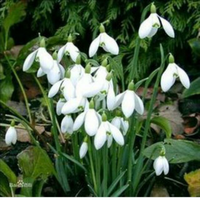 雪滴花球根 蝦皮購物