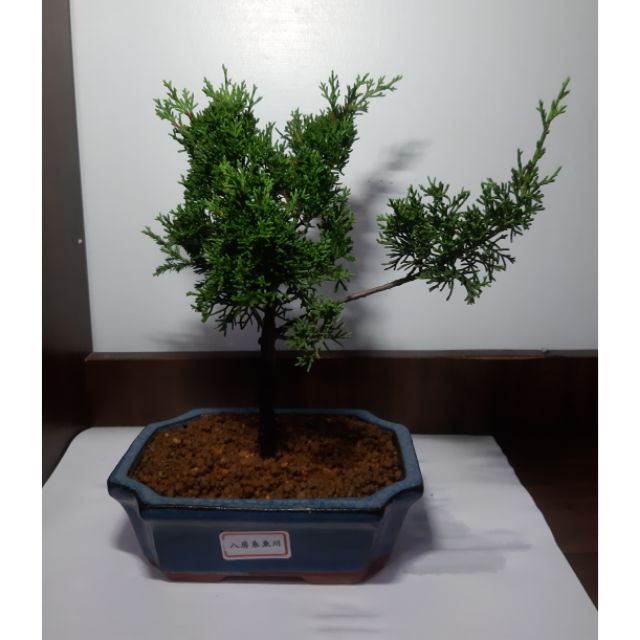 八房系魚川真柏天然樹形小品盆栽迷你盆栽桌上盆栽長方切角釉盆 蝦皮購物