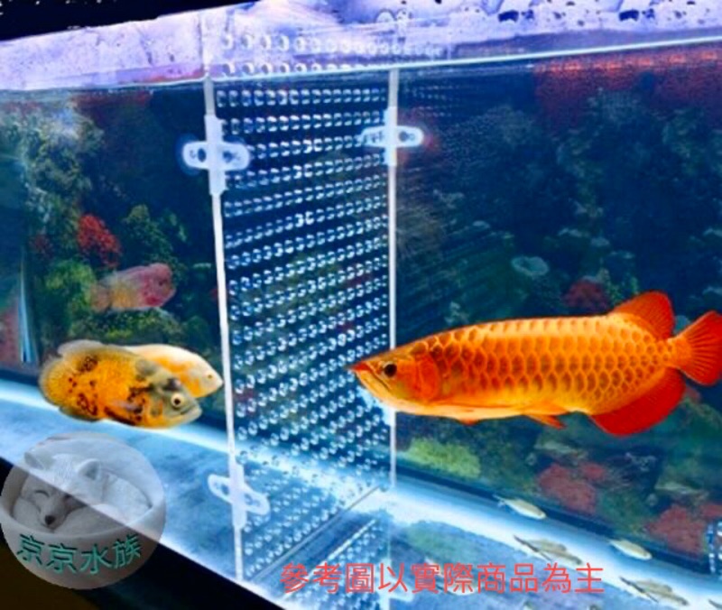 調整式魚隻隔離板 各種尺寸隔離生病魚隻 羅漢 龍魚打架活動隔板 京京水族 蝦皮購物