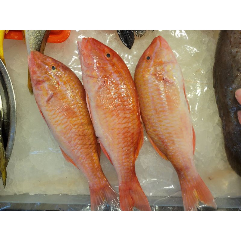 秋哥魚-那裏買最便宜與商品比價-2021年11月飛比價格