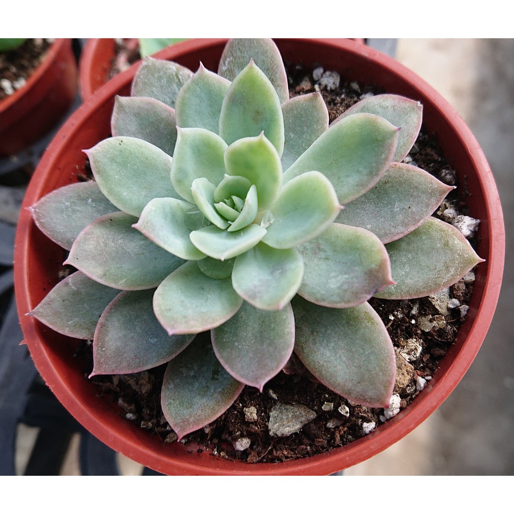 肉食主藝 紅鶴 多肉植物 療癒 3吋 蝦皮購物