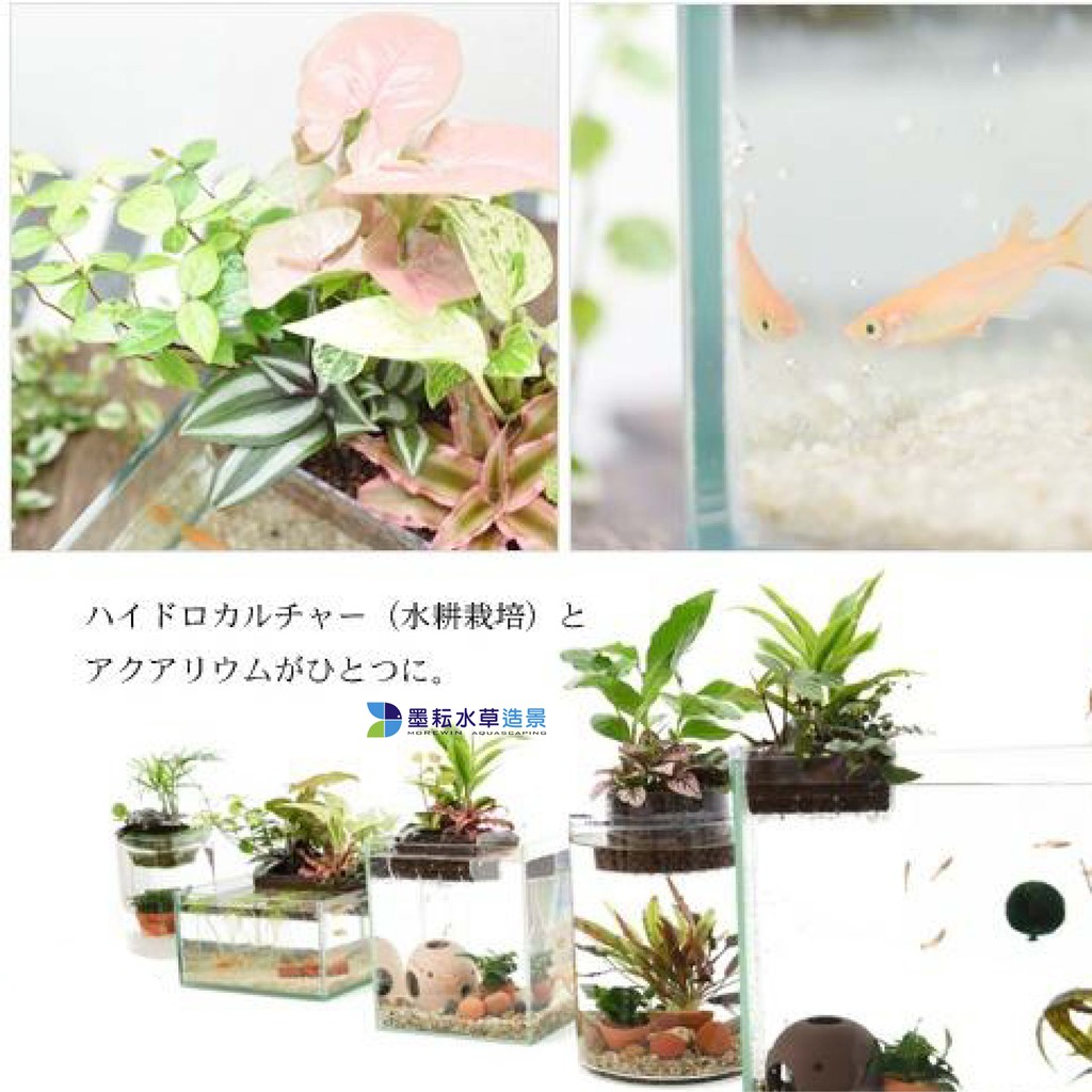墨耘 Suisaku 水作魚草生態缸2代 1280 F 0008 栽培土 淨水石 底砂 軟墊魚菜共生 蝦皮購物