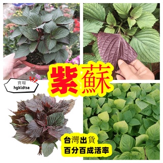 蔬菜之家 F09 青紫蘇種子0 65克 約400顆 日本進口 青香 葉片綠色 蝦皮購物