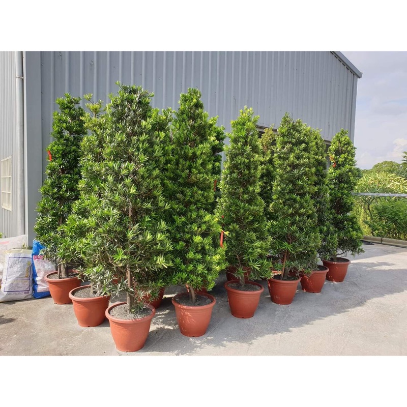 植物關係事務所 8呎錐形羅漢松 盆植 景觀 四季常綠 蝦皮購物
