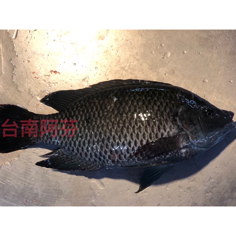 正港台南活跳跳鹹水吳郭魚