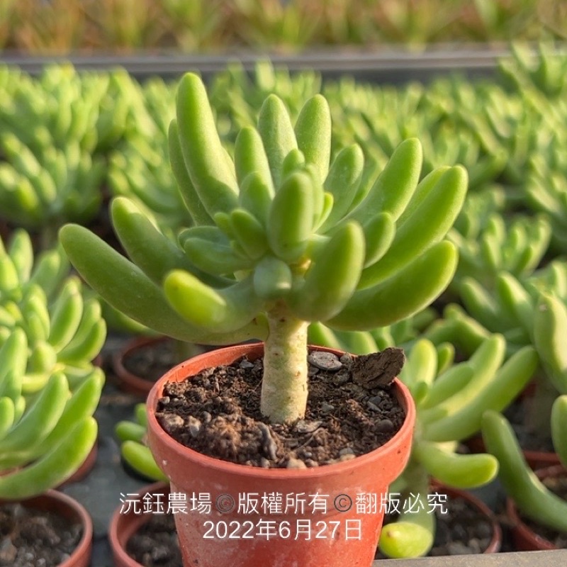 沅鈺農場多肉植物一吋盆 八千代 蝦皮購物