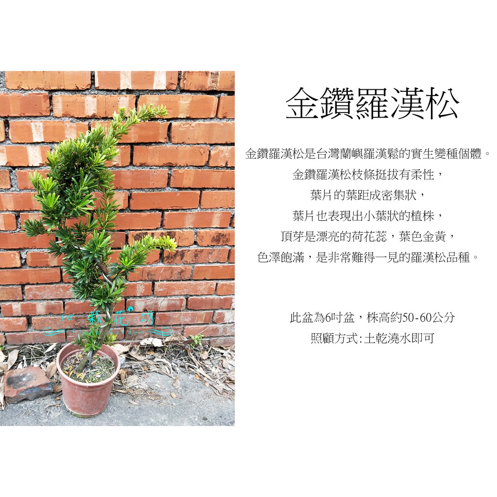 心栽花坊-金鑽羅漢松/5吋/造型樹/綠化植物/松杉柏檜/售價300特價250