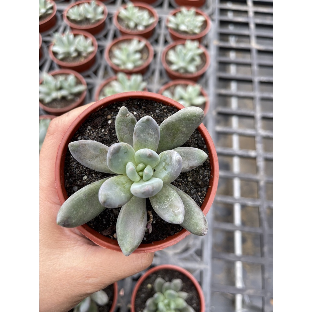 最も優遇 多肉植物 紫麗殿錦♡小苗 植物/観葉植物 - education.semel