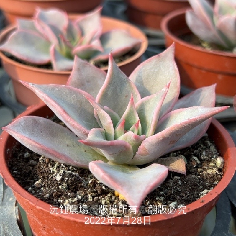 沅鈺農場   多肉植物   馬迪巴/餃子皮