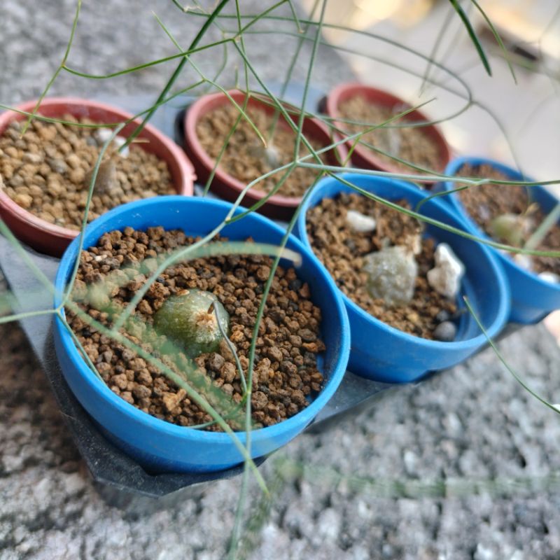 髮葉蒼角殿🌱yo.fish小肉舖🌱風信子科