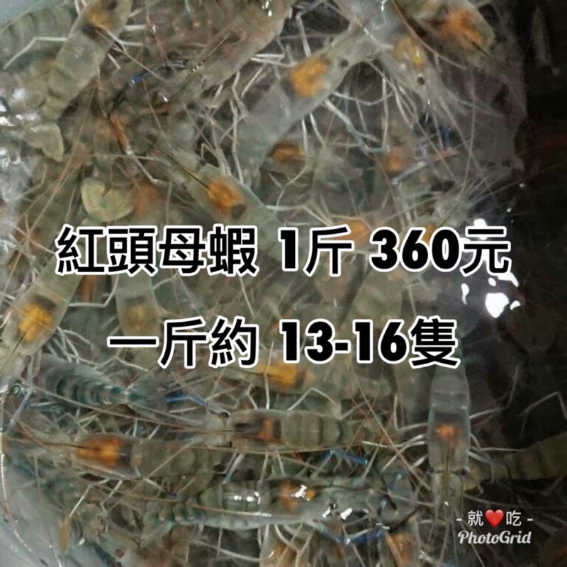 就愛吃泰國蝦-紅頭母蝦 13-16隻 (離島請聊聊)