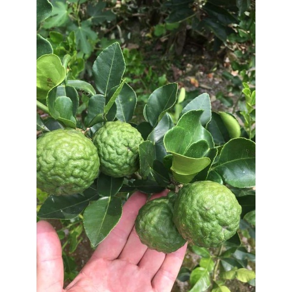 **小農之家** 優質種苗「馬蜂橙」 泰國常用香料「檸檬葉」 嫁接苗 40-50cm