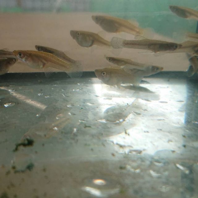 阿和大農場大肚魚魚菜共生繁殖健康非野外捕撈飼料用最低訂購30隻以上備有現貨設置延遲是避免蝦皮計分處罰