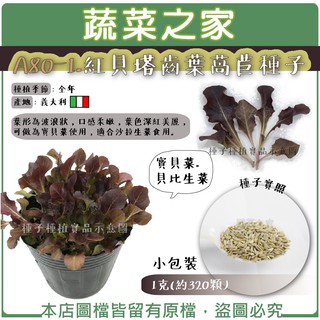 【蔬菜之家滿額免運】A80-1.紅貝塔齒葉萵苣種子1克(約320顆)寶貝菜.貝比生菜 適合沙拉生菜食用 口感柔嫩 漂亮