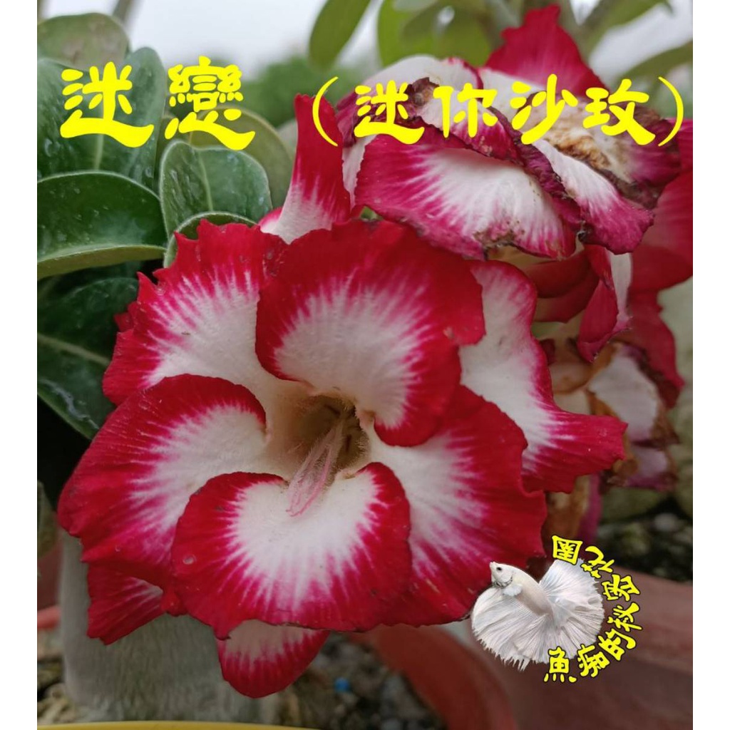 [迷戀] 特殊品種迷你沙漠玫瑰 ５寸盆 多年生觀賞花卉盆栽 室外半日照佳~寄出時不一定還有花!