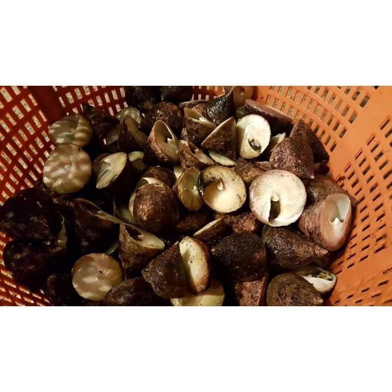 澎湖鮮甜 銀塔鐘螺肉 蝦皮購物