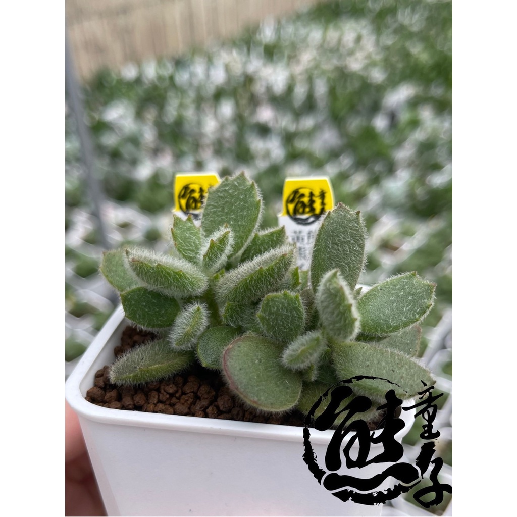 多肉植物黃熊童子的價格推薦 22年9月 比價比個夠biggo