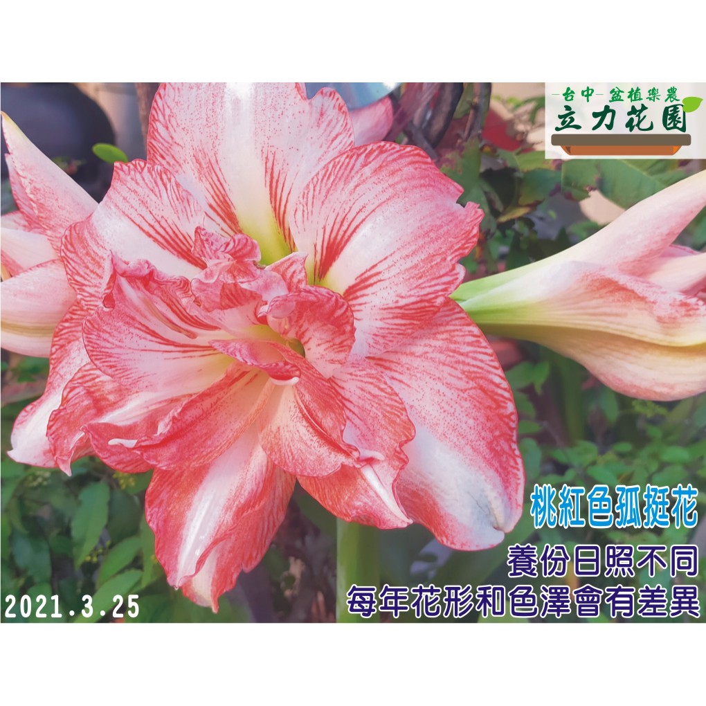 桃紅色重瓣孤挺花球根或Rozetta 玫瑰花樣重瓣粉紅色孤挺花球根.並蒂蓮球莖.喇叭花球根.喇叭花球莖 台中 立力花園