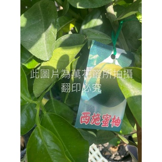 ☆萬花叢★水果苗【西施蜜柚(嫁接苗)】★4吋黑軟盆★高約25-50cm☆
