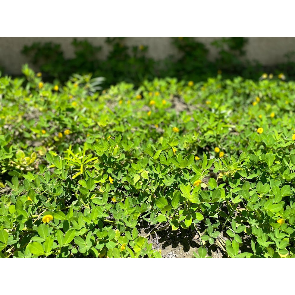 草生栽培研究社 蔓花生 草生栽培 豆科 固氮 草皮 果園地被植物 15cm以上阡插枝條 滿50枝贈送5枝 蝦皮購物