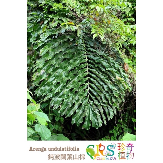 🍃「 珍奇植物 ·貳」🍃棕櫚 雨林植物 耐陰 蔓綠絨 觀音蓮 椰子 Arenga undulatifolia 波葉山棕