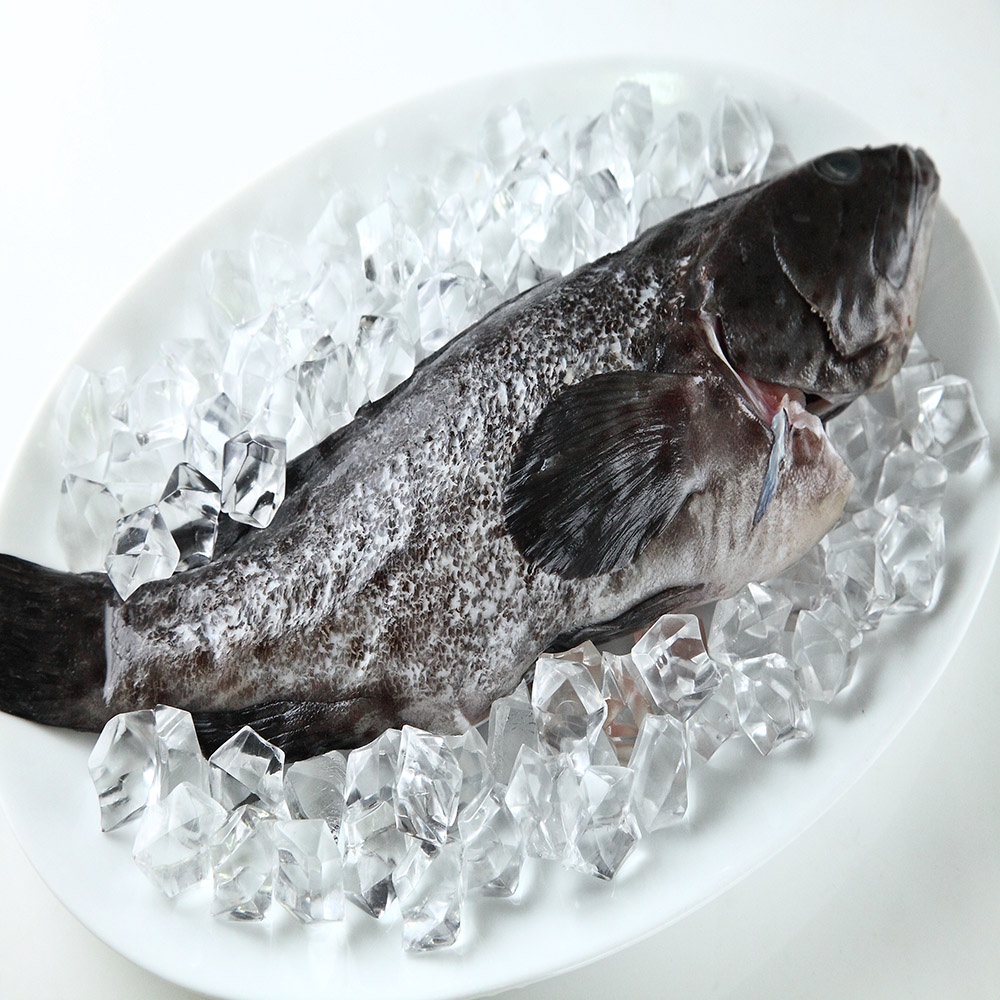 華得水產 青斑石斑魚(400-490g/尾)