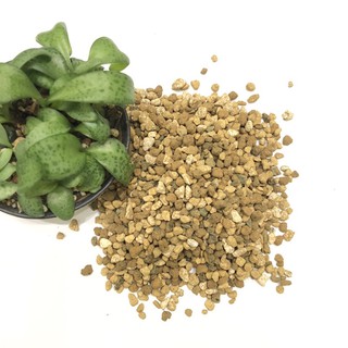 多肉植物專用土（1公升）中/細顆粒 日本原裝進口