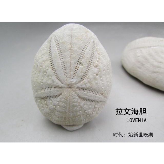拉文海膽化石古生物化石原標本海膽化石標本美國海膽化石教學標本 蝦皮購物