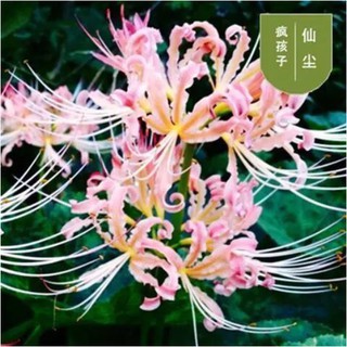 彼岸花球根種球曼珠沙華種子超低價發芽率高達99 限時搶購彼岸花種子 蝦皮購物
