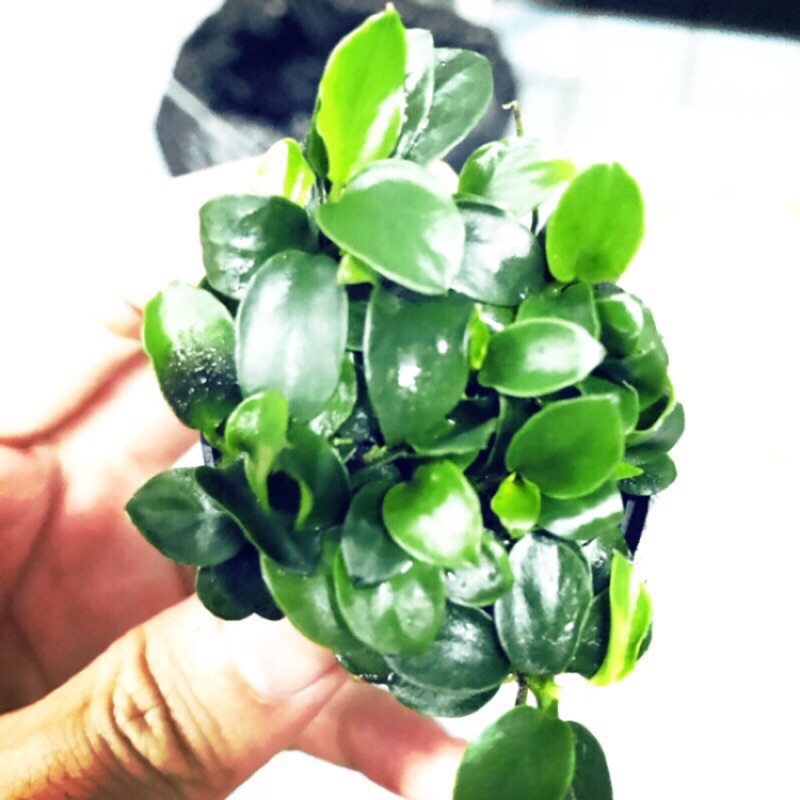 正版袖珍小榕 迷你小榕 水草 陰性水草 前景 中景 後景 懶人草 水草造景 水族 新手水草 不用co2 蝦皮購物