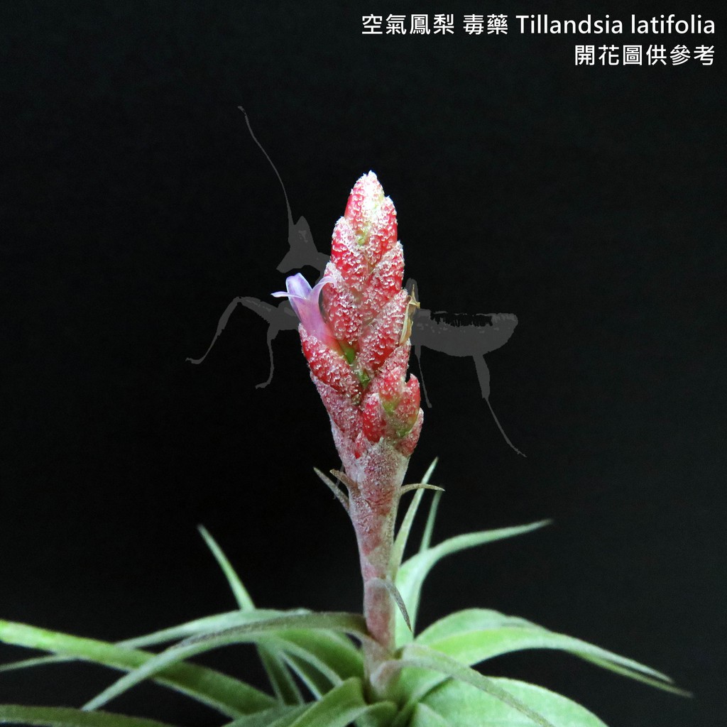 空氣鳳梨 毒藥 Tillandsia latifolia