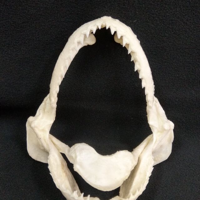 鐮狀真鯊魚牙座標本盒