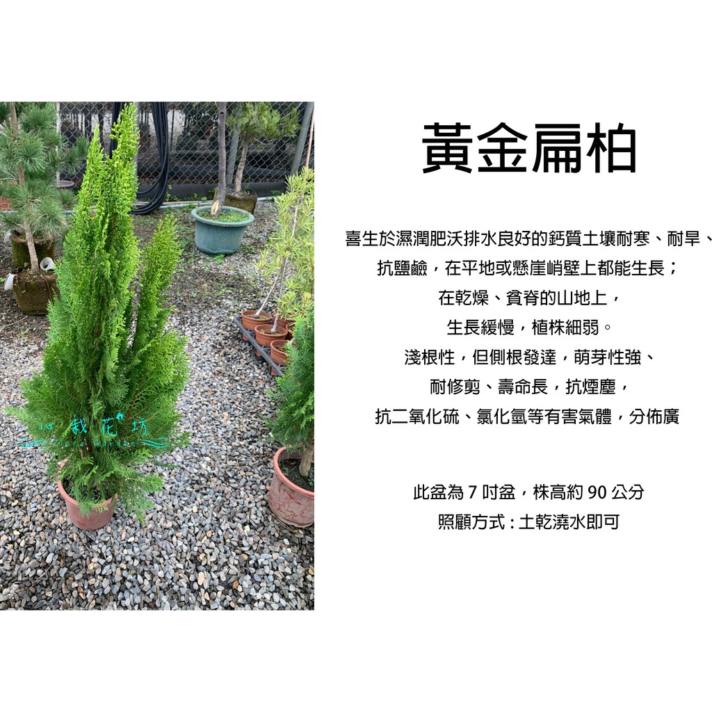 心栽花坊-黃金扁柏/7吋/聖誕節必備/松杉柏檜/綠化植物/綠籬植物/售價180特價150