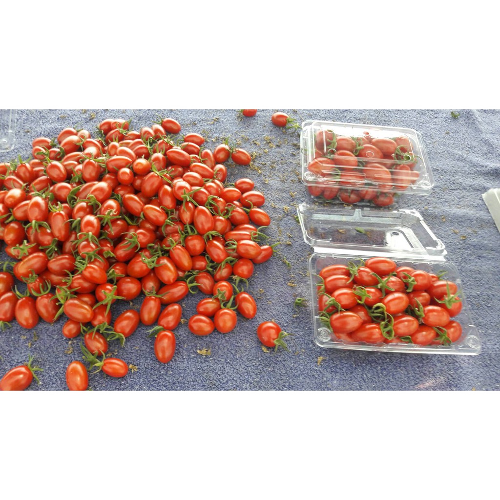 小清新-玉女番茄tomato，1箱(內含10盒，每盒1台斤)。帶給你融化身心靈的美好，不是因為玉女是因為番茄