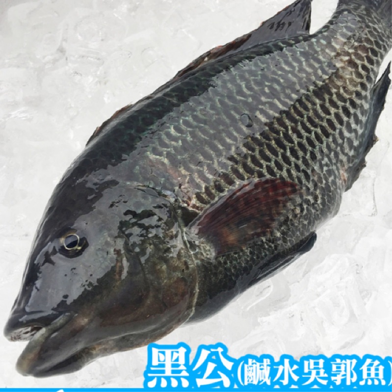 彬彬船釣海鮮 黑公 鹹水吳郭魚 蝦皮購物