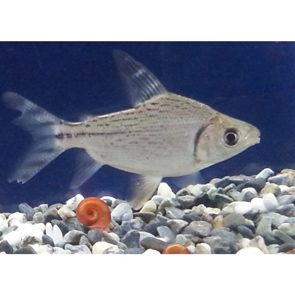 河馬水族 野生飛鳳觀賞魚缸除藻高手水草缸水族可混養溫馴中型魚 高級飼料餌料 蝦皮購物