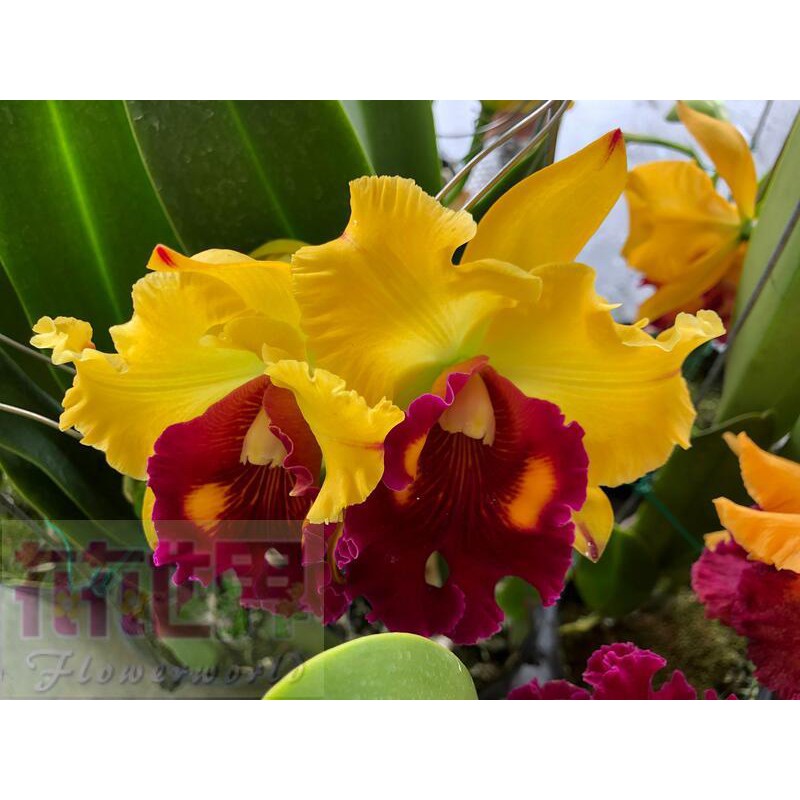 嘉德麗雅 Ptt Dcard討論與高評價網拍商品 21年9月 飛比價格