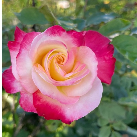 《雙喜》⭐️香水、強香、雙色🌹 玫瑰花盆栽 苗 🌹 玫瑰苗 🌹 玫瑰花苗 🌹 玫瑰盆花 🌹玫瑰花🌹