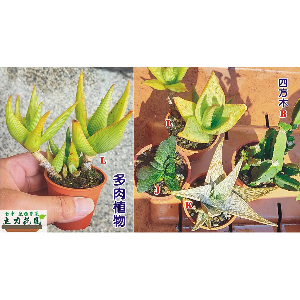 食用石蓮花食用蘆薈苗各種多肉植物仙人掌科蘆薈植物成株可製蘆薈消暑飲品台中立力花園 盆植樂農 蝦皮購物